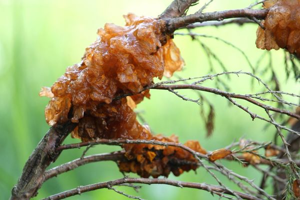 Dealing with Cedar-Apple Rust in Your Backyard