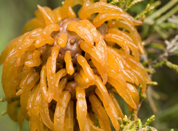 Dealing with Cedar-Apple Rust in Your Backyard