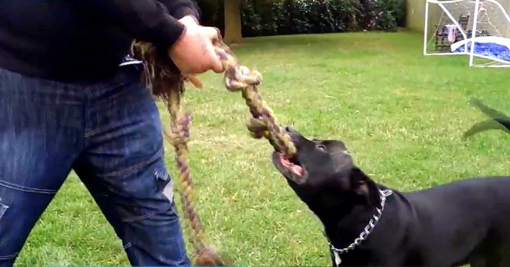 Man decides to take his own life – then he realizes what’s in his dog’s mouth