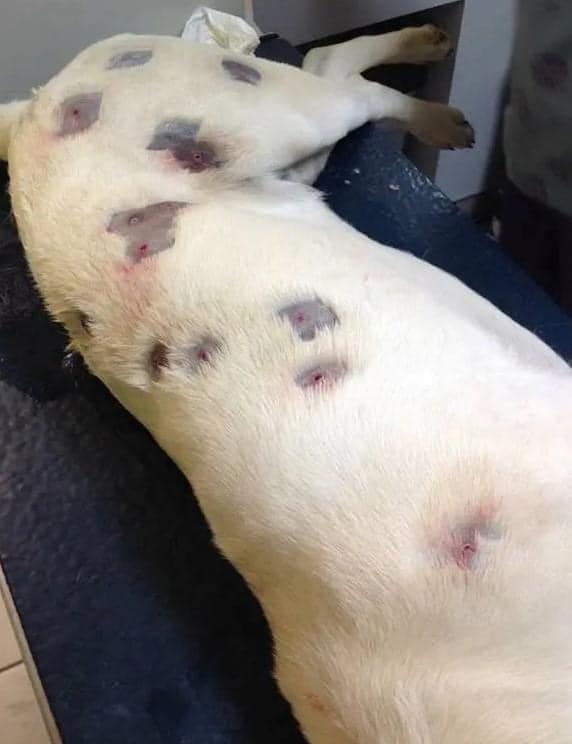 She thought dog was full of bites – then vet looks closer and calls the police