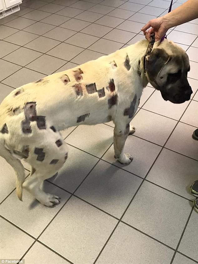 She thought dog was full of bites – then vet looks closer and calls the police