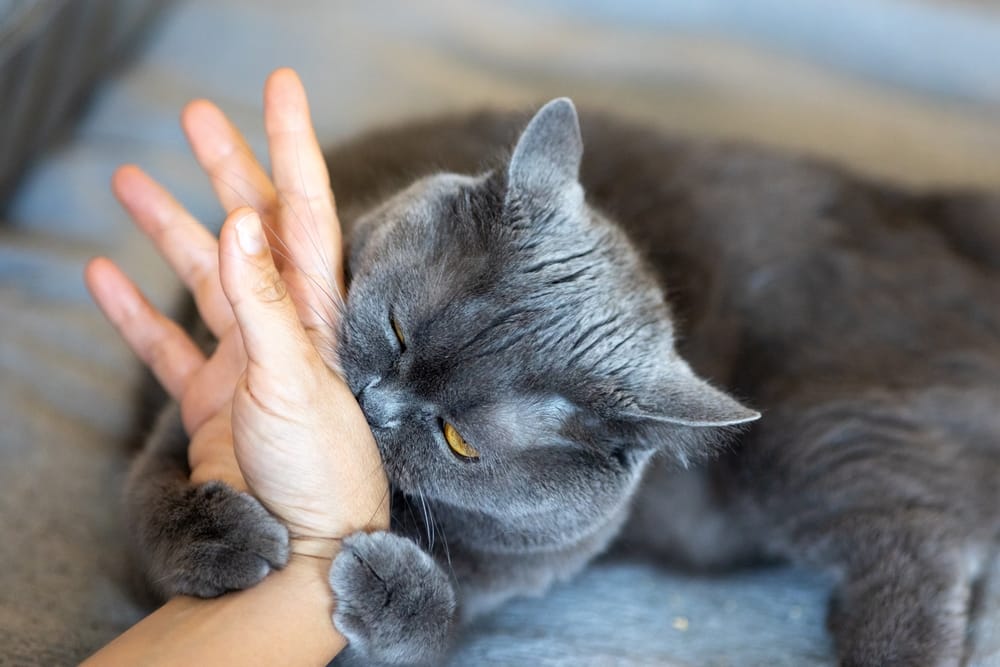 If the cat bites you, here’s what it really means