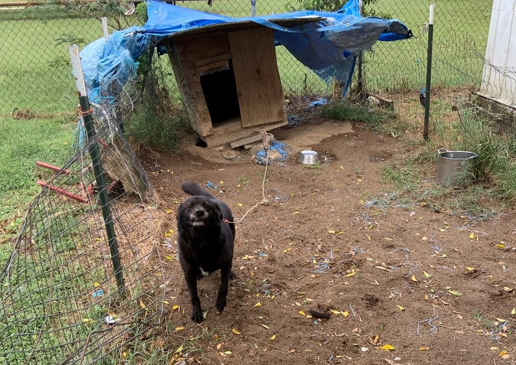Rusty in his "tiny dirt pen" (Credit: PETA)