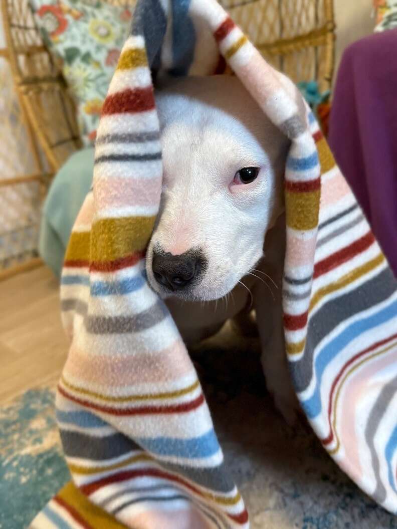 dog under blankets