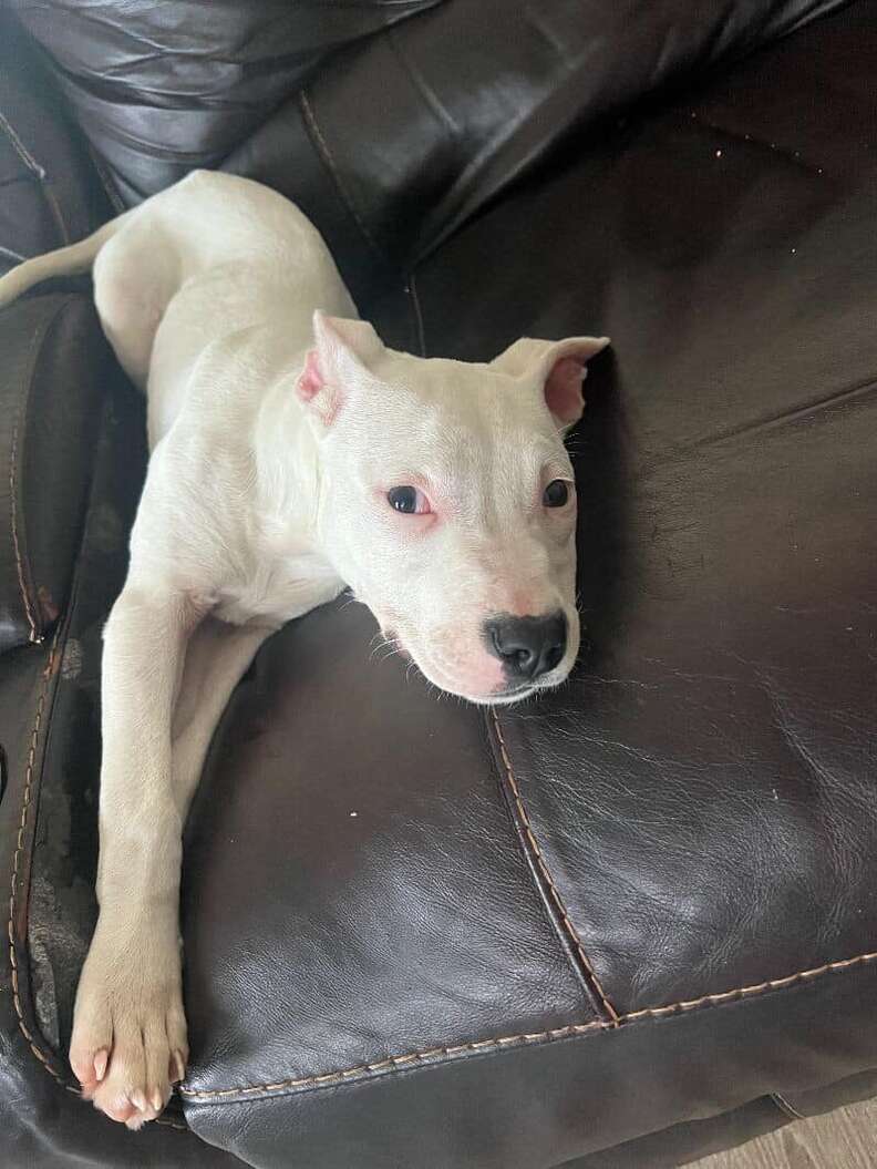 dog lying on couch