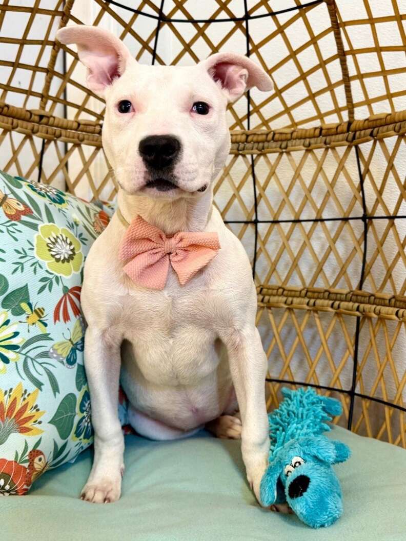 Dog wearing bowtie