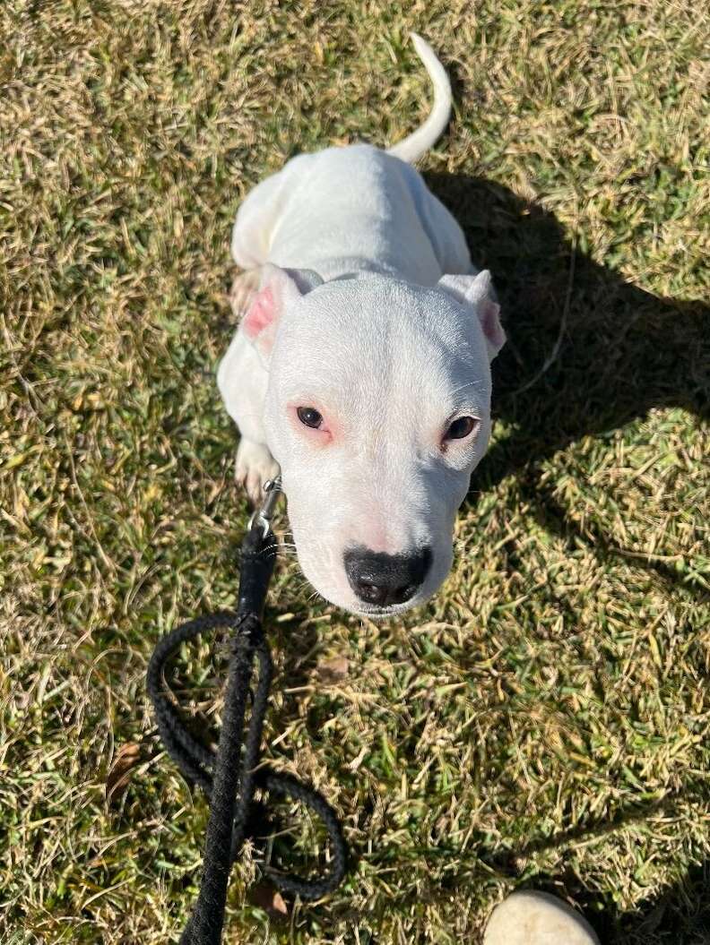 dog on grass
