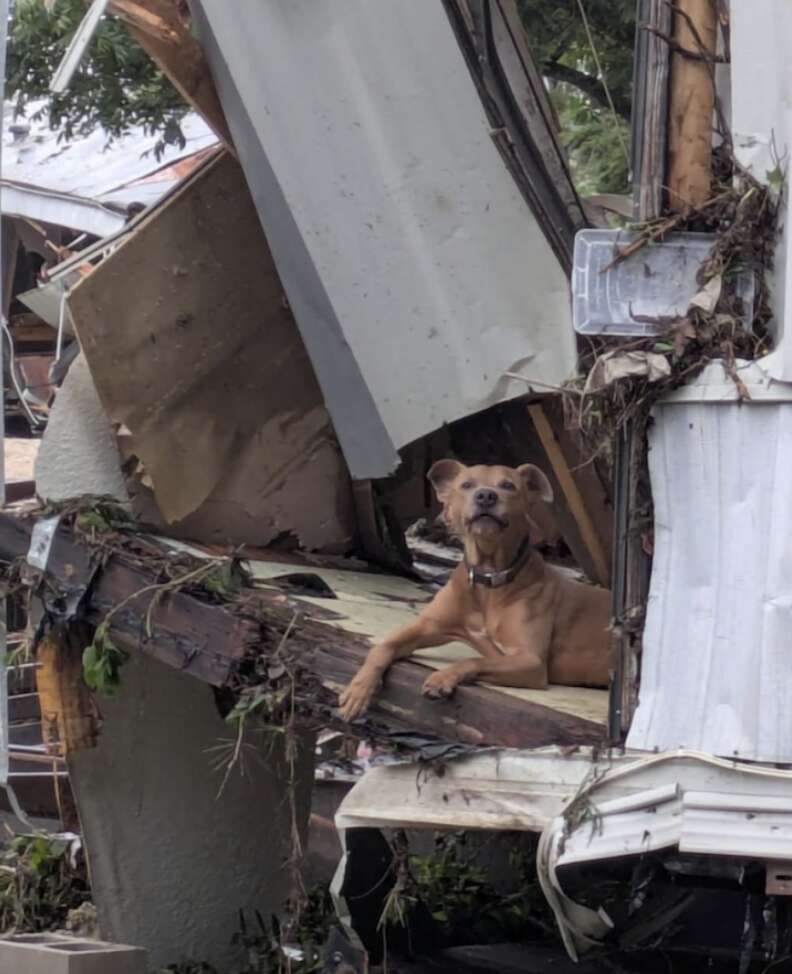 dog in pile of debris 