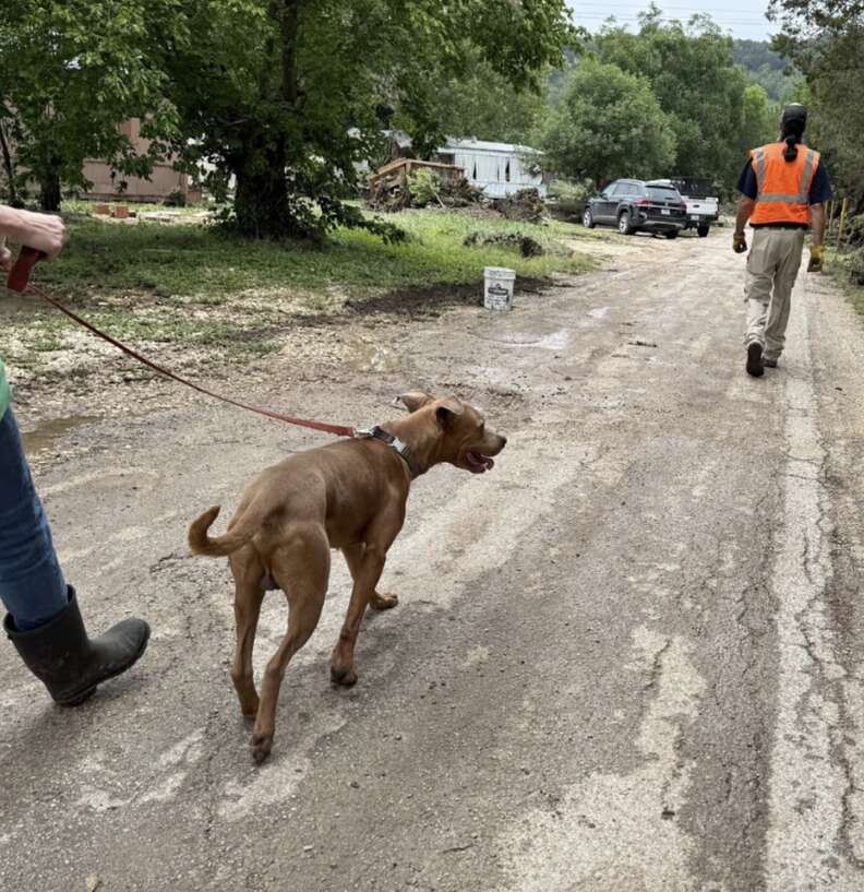 dog on leash 