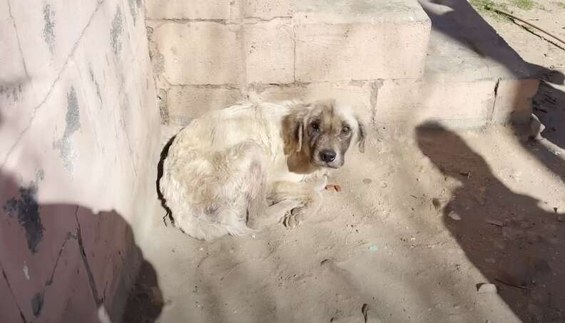 dog