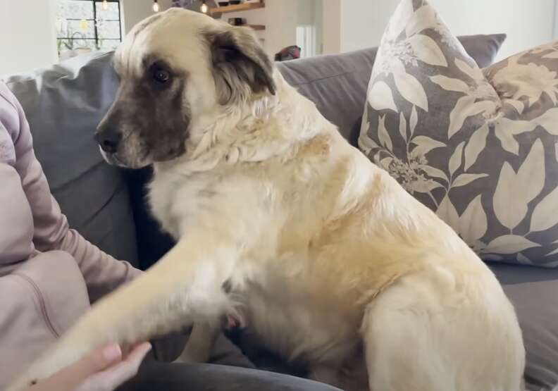 dog