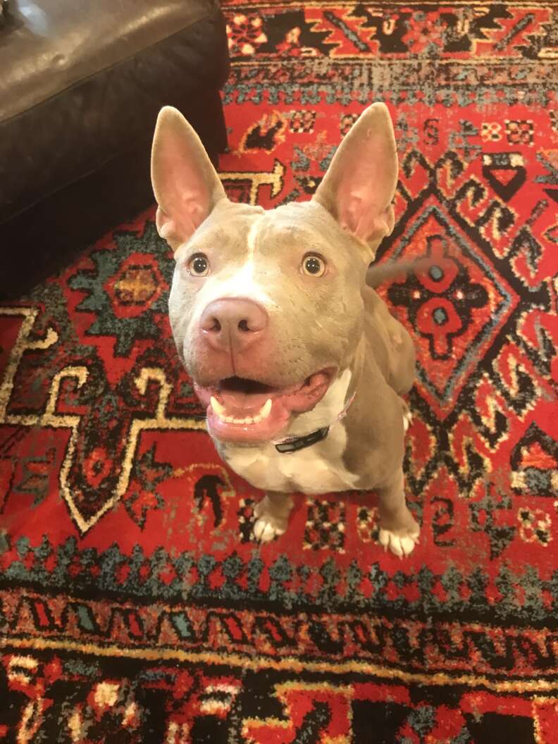 Dog standing on carpet