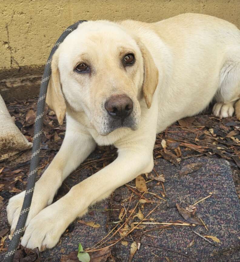 yellow dog