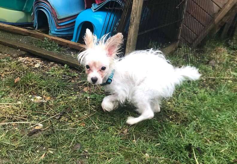 dog with special needs rescued from a bar