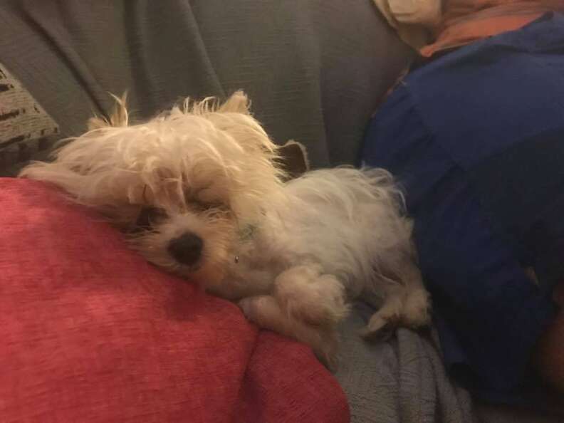 dog with special needs rescued from a bar