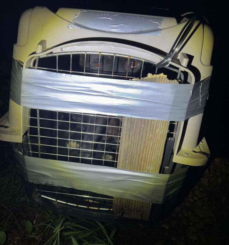 dog in crate