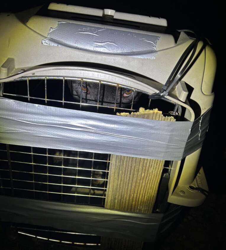 dog in crate