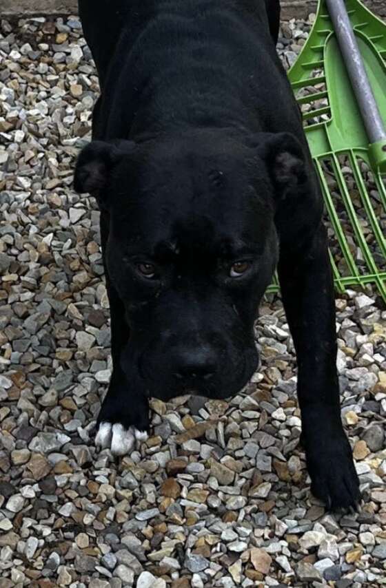 black dog 