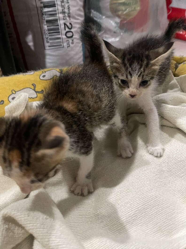kittens