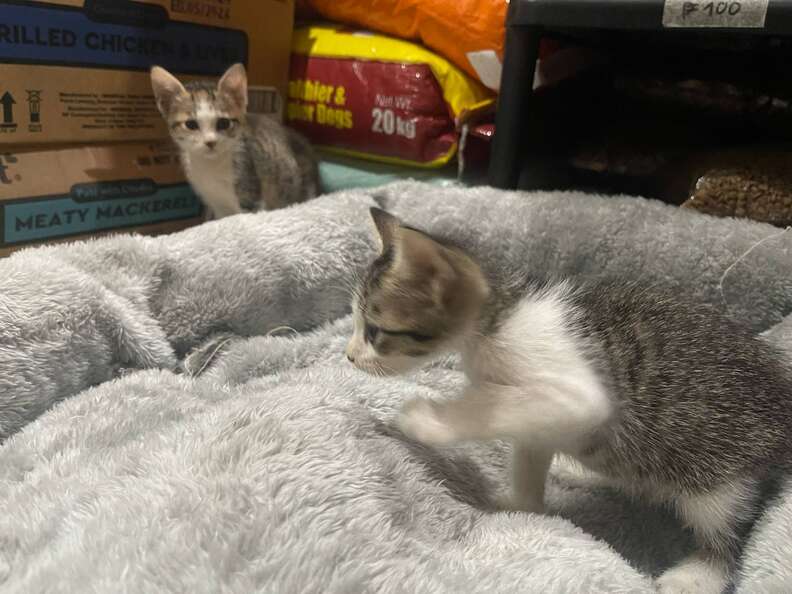 kittens