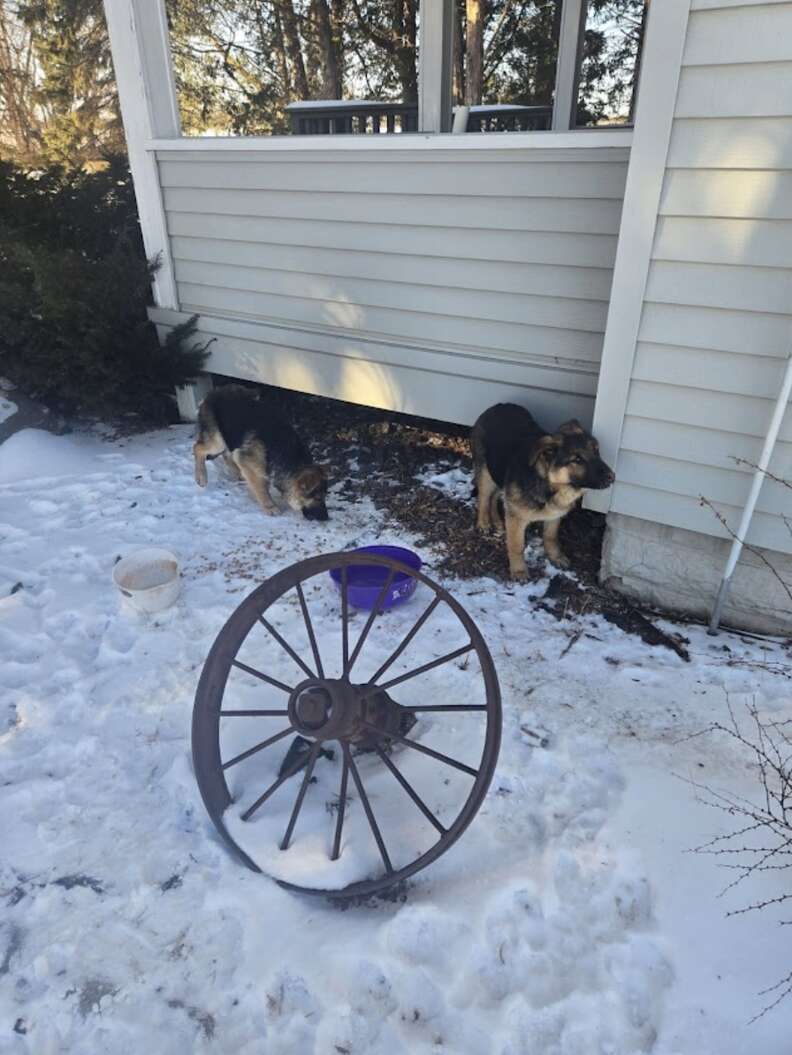 Puppies in snow under porch