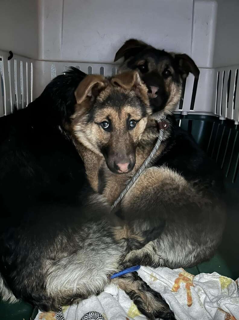 Puppies in cage in car