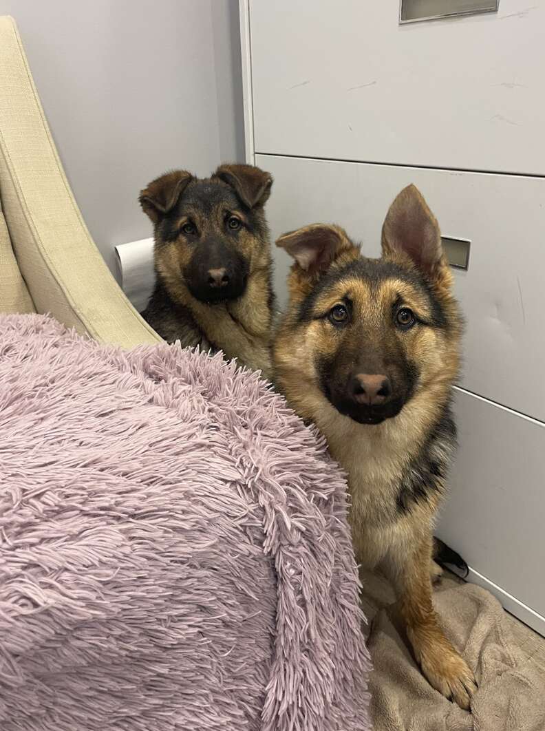 Puppies behind bed