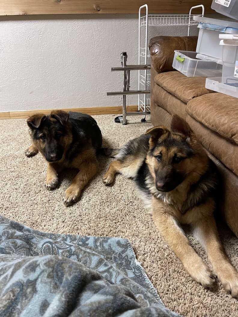 Puppies on carpet relaxing