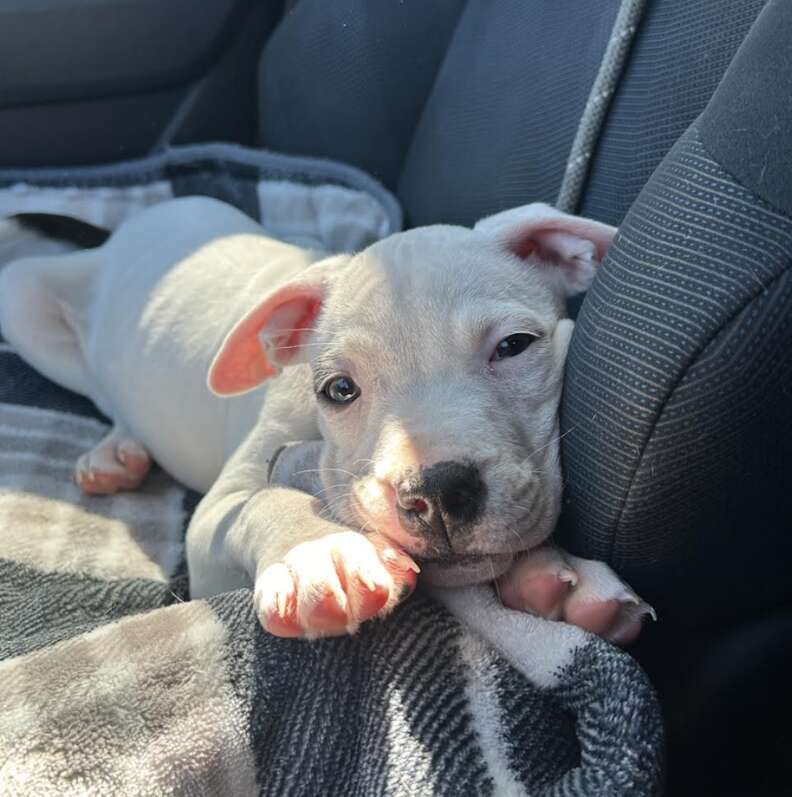 white dog in car 