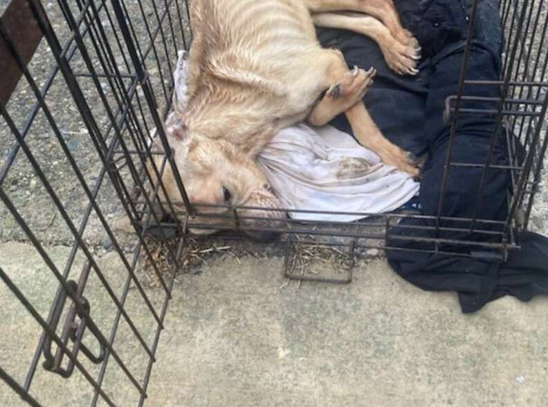 dog in crate 