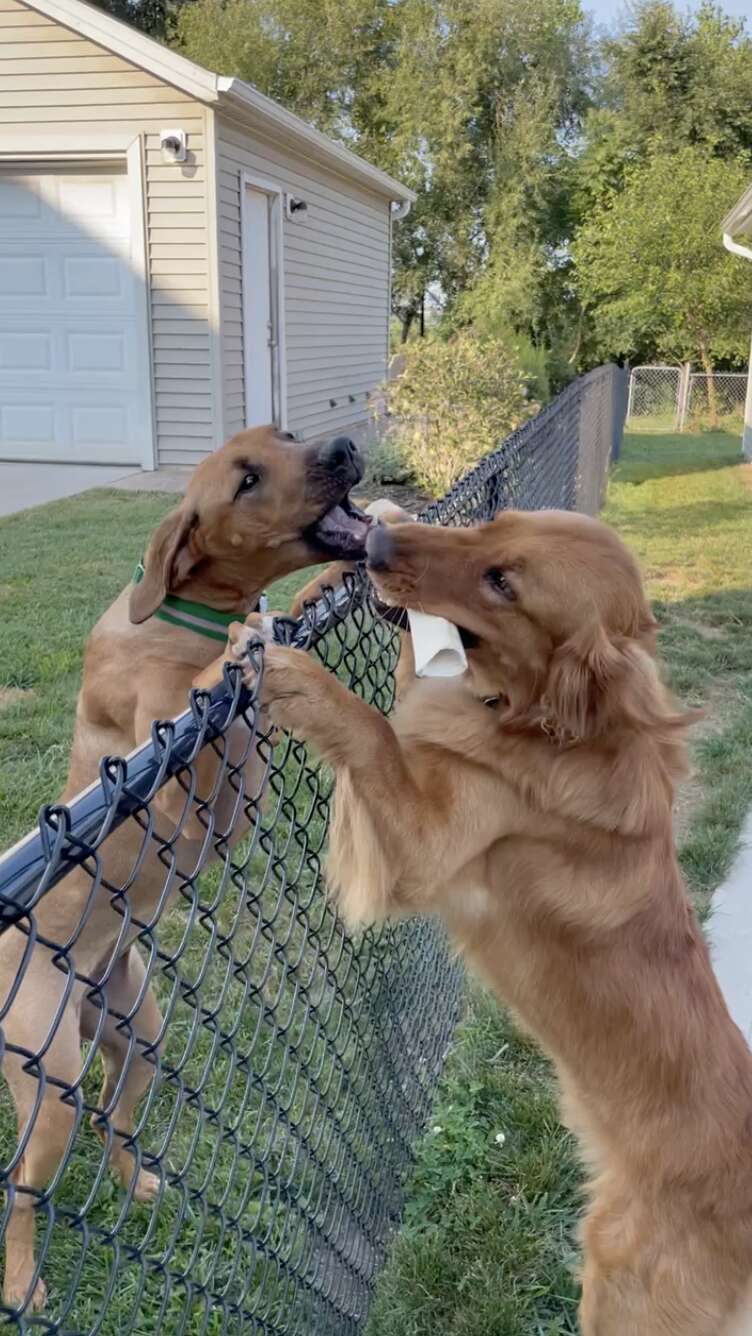 dog best friends