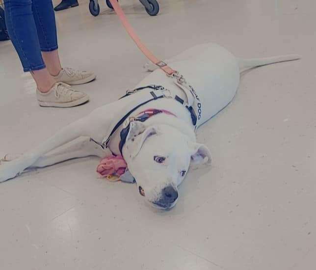 Shelter dog goes to so many adoption events 