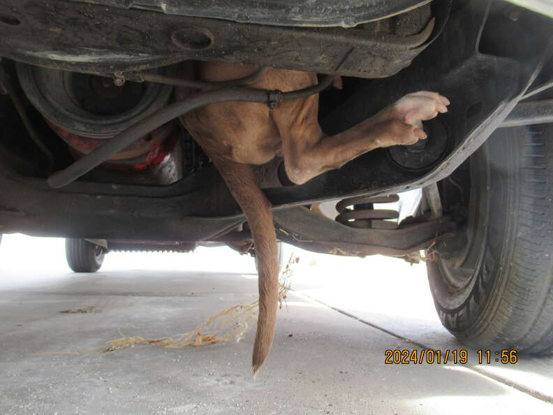 dog stuck under car