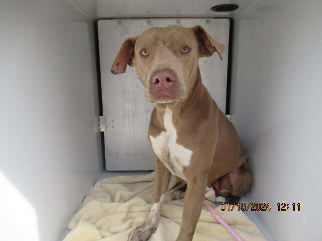 rescue dog