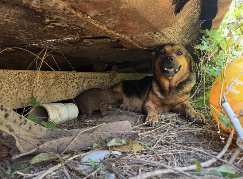 Dog with puppies