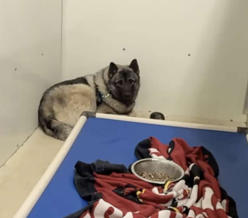 dog in corner of kennel 