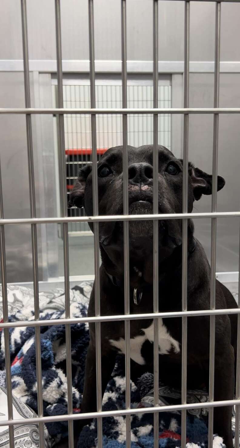 shelter dog