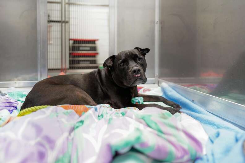 shelter dog