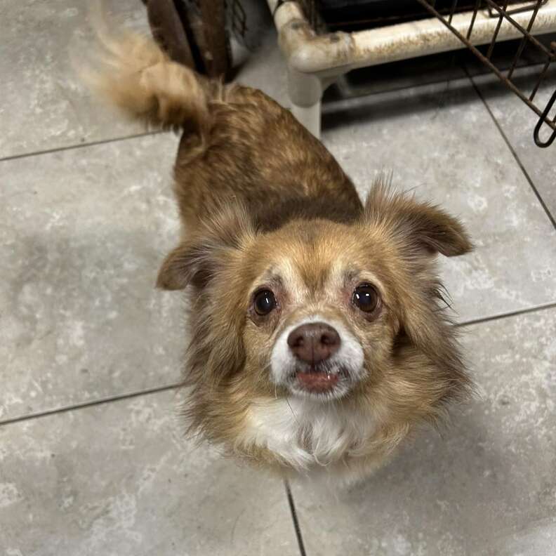 rescue dog
