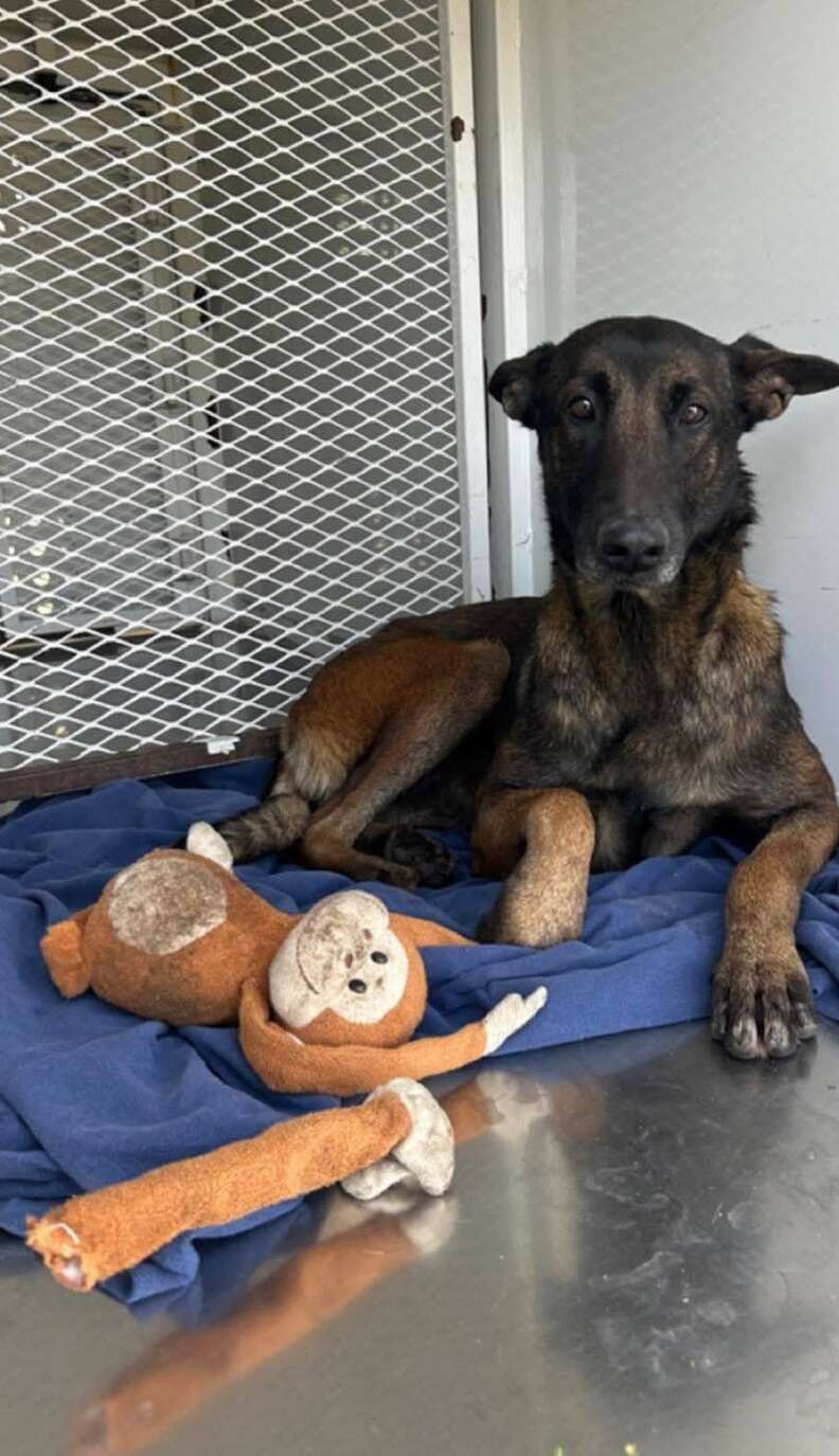 dog with monkey toy