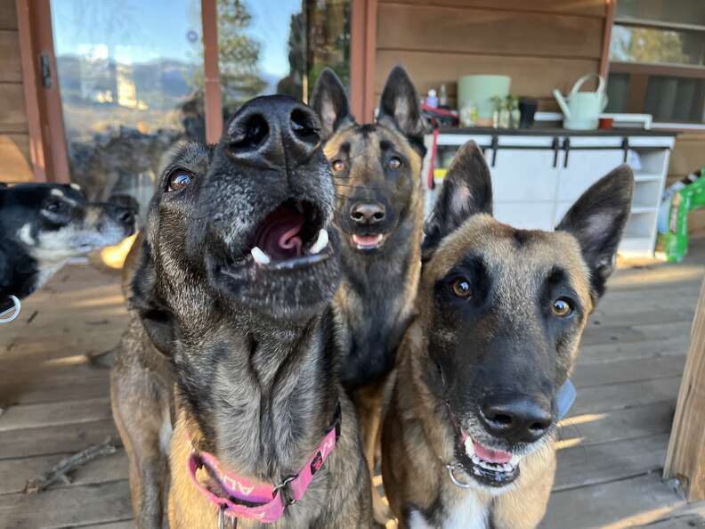 dogs
