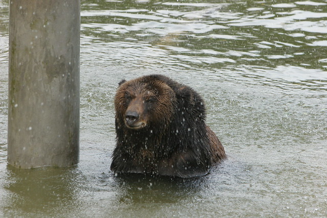 Caesar goes swimming at the China sanctuary