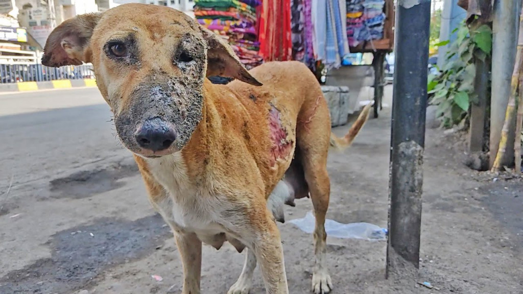 The heartbroken mother dog soon found so...