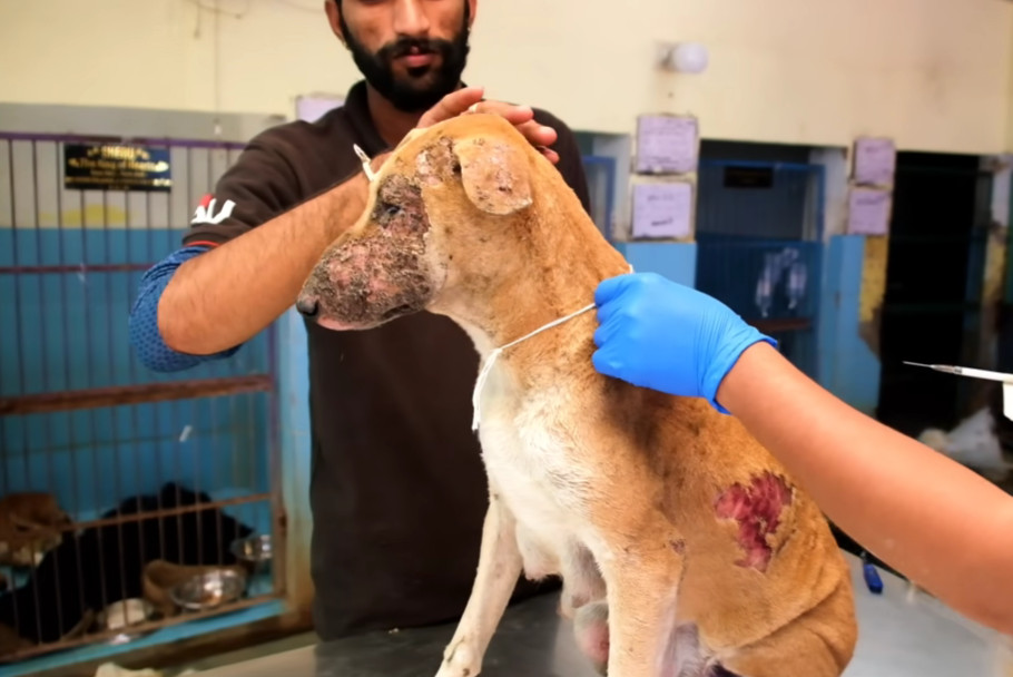 Over time, the mother dog began to heal....