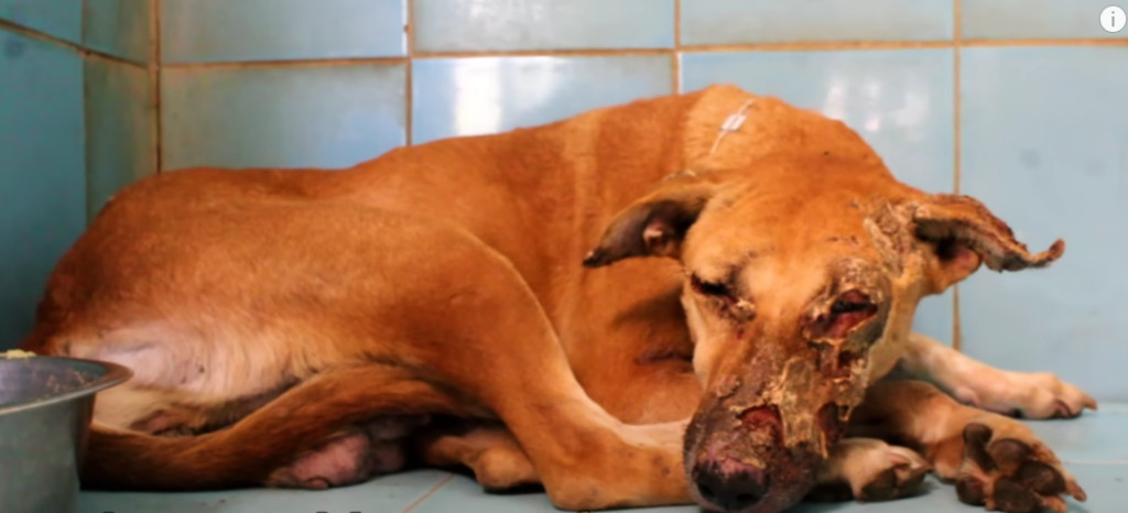 This poignant tale of the mother dog dem...
